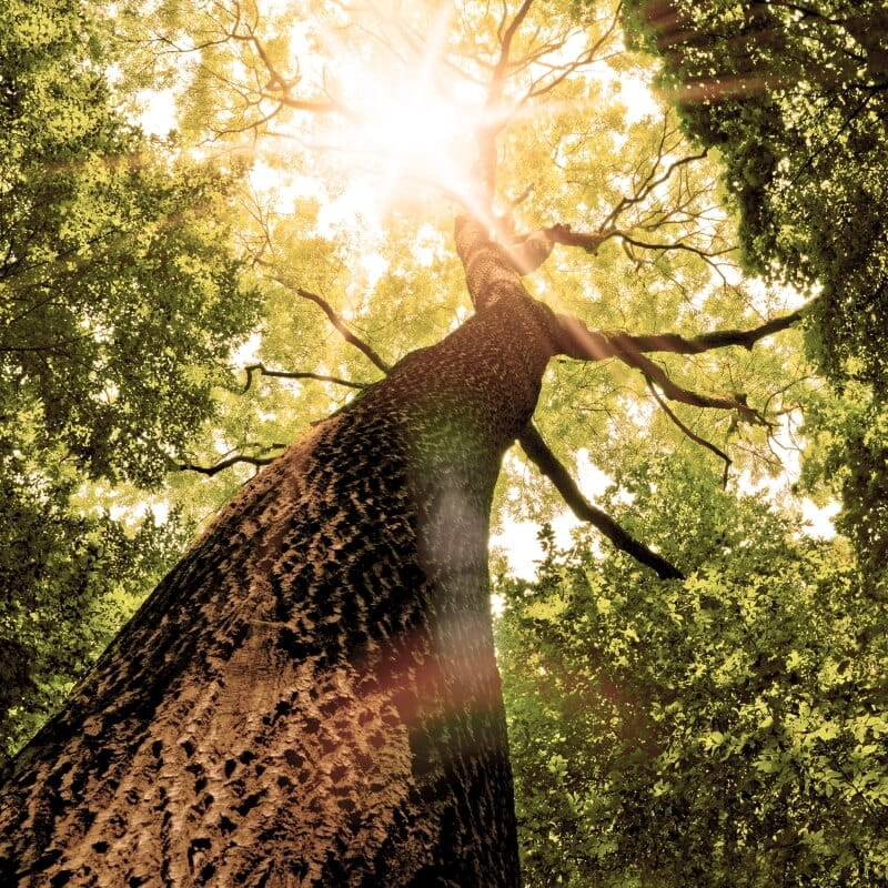 engagement environnemental